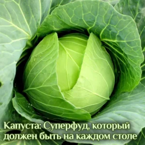 Постер товара: Капуста: суперфуд, который должен быть на каждом столе